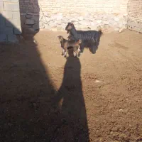 یک عدد بز ترکی کهره دار فروشی