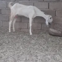 گیسه دورگ گلابی پتیری