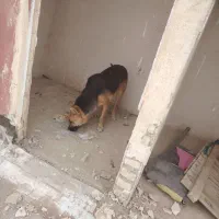 واگذاری سگ ژرمن نر