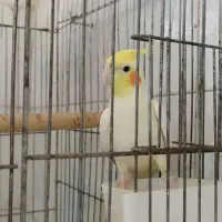 عروس هلندی لوتینو نر مرغ مینا