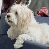 سگ خونگی دستی|سگ|گلستان (تهران), |دیوار