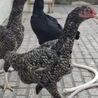 تخم مرغ اوشامو|حیوانات مزرعه|گرگان, |دیوار