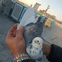 چهار عدد نر خوب