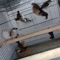 فنچ بلبلی|پرنده|جم, |دیوار