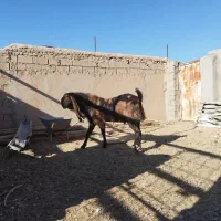 بز پاکستانی|حیوانات مزرعه|خواف, |دیوار