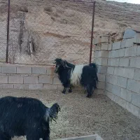 نربز بعده پازن تیشتر|حیوانات مزرعه|مسجد سلیمان, |دیوار