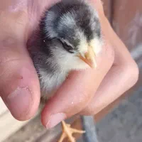 مرغ گلین و جوجه بوقلمون|حیوانات مزرعه|فولادشهر, زاینده رود|دیوار