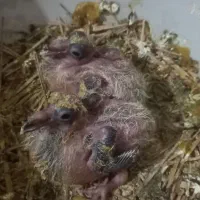 جوجه پلاکی کوچیک