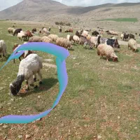 گم شده