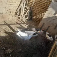 فروش غاز
