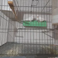 یک جفت مرغ عشق جوان|پرنده|بهار, |دیوار