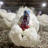 بوقلمون گوشتی