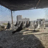 فروش کفتر خوب به شرت میدم|پرنده|نیر (اردبیل), |دیوار