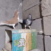جفت شهری گلدار|پرنده|شیراز, شهرک پرواز|دیوار