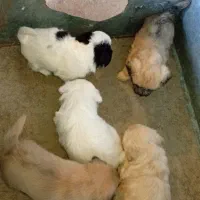 سگ‌پاکوتاه|سگ|بم, |دیوار