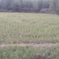 زمین کشاورزی|فروش دفتر صنعتی، کشاورزی، تجاری|کیاشهر, |دیوار