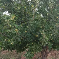 فروش باغ هزارمتری