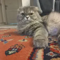 واگذاری گربه اسکاتیش لانگ هیر  ماده|گربه|پردیس, فاز ۳|دیوار