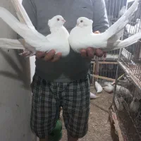 کبوتر زینتی کشیده وبلند|پرنده|ساری, |دیوار