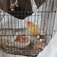 طوطی برزیلی ماده و تخم گذار
