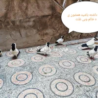 کبوتر .پرشی،پرستویی آلمانی وارداتی،ساکسون بخارا|پرنده|قدس, شهر‌قدس|دیوار