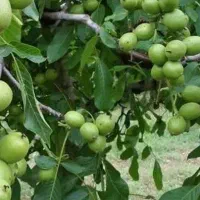 فروش نهال فرنور پیوندی|خدمات باغبانی و درختکاری|دماوند, گیلاوند|دیوار