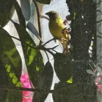 سهره یاسمین و فنچ لپ نارنجی  نرو ماده یاسمین هست|پرنده|اصفهان, شیخ اشراق|دیوار