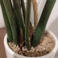 زاموفلیا 4 ساله با پاجوش.معاوضه با ماهی یا فروش