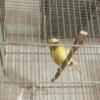 قناری اوپال اصل