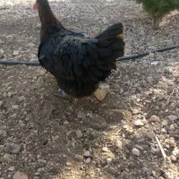 مرغ