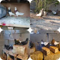 ۲۴عددسینه،طوقی،قره سوری خوبو