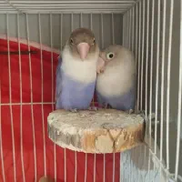 کوتوله برزیلی مولد|پرنده|مشهد, ایثار|دیوار