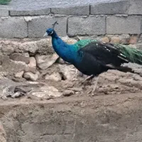 طاووس|حیوانات مزرعه|هشتگرد, هیو|دیوار