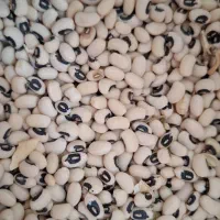 لوبیا چشم بلبلی