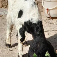 بزغاله نر|حیوانات مزرعه|مشهد, شهید قربانی|دیوار