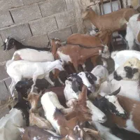 کهره نر و بز با قصابی خود بندرعباس|حیوانات مزرعه|بندرعباس, |دیوار