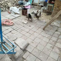 مرغ و خروس محلی|حیوانات مزرعه|قرچک, محمد آباد|دیوار