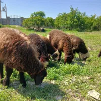 میش بره دار داشتی