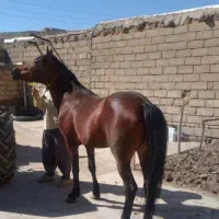 اَسب کهربایی