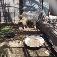 کهره نر جوخوار