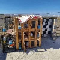 کفتر سبز ملقی و. جفتگاه یا جفتکن