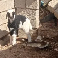 گوسفند مطفل بابره ماده