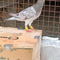 هفرنگ خرمایی