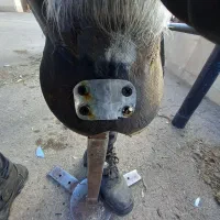 نعل بندی (نعل داغ)|اسب و تجهیزات اسب‌سواری|مشهد, ارشاد|دیوار