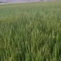 فروش زمین کشاورزی