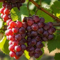 تخـفیف ویــژه نهـال زردآلـو امسال|خدمات باغبانی و درختکاری|اردبیل, |دیوار