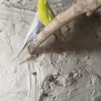 مرغ عشق|پرنده|زابل, |دیوار