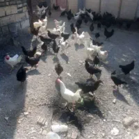 مرغ وخروس سیاه قربانی خونی خروس محلی مرغ سفیدتخمی|حیوانات مزرعه|مشهد, کوی سیدی|دیوار