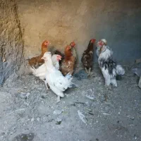 مرغ فروشی