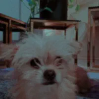 سگ ماده  شیتزوترید